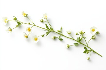 Obraz premium Branch of white flowers on a white background