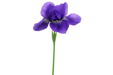 Iris purple concept. A stunning purple flower standing tall against a clean background, symbolizing beauty.