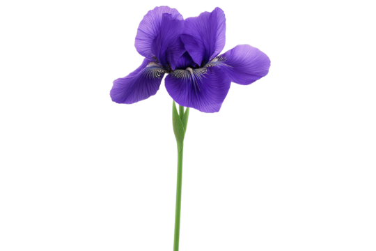 Iris purple concept. A stunning purple flower standing tall against a clean background, symbolizing beauty.