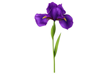 Iris purple concept. A vibrant purple flower with delicate petals and green leaves showcasing nature's beauty.