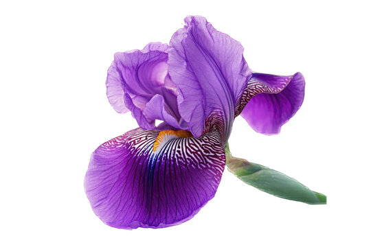 Iris purple concept. A vibrant purple iris flower showcasing its intricate petals and colorful patterns.