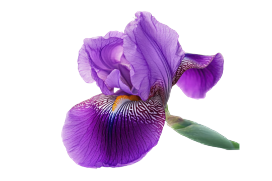 Iris purple concept. A vibrant purple iris flower showcasing its intricate petals and colorful patterns.