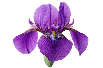 Iris purple concept. Beautiful purple iris flower in full bloom showcasing its detailed petals and vibrant colors.