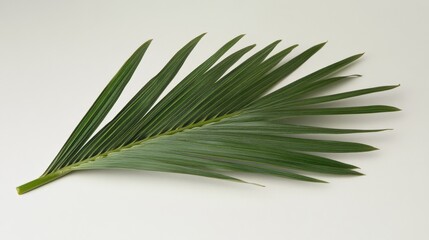 Fototapeta premium a close up of a green palm frond against a white background