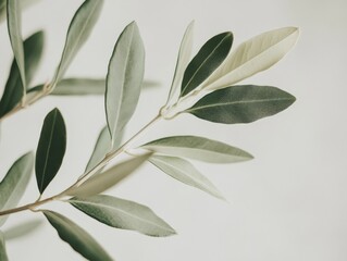 Obraz premium olive branch with leaves on a light background