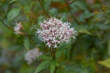 フジバカマの花