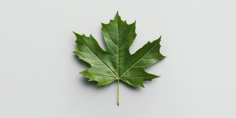 Close up of a green maple leaf on a light background