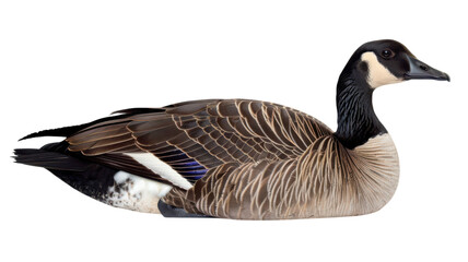 Majestic goose resting in natural elegance by serene waters