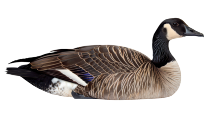 Majestic goose resting in natural elegance by serene waters