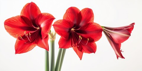 Obraz premium Stunning red amaryllis blooms elegantly displayed against a white background, highlighting the vibrant beauty of the red amaryllis in a striking yet simple composition. Ideal for floral enthusiasts.