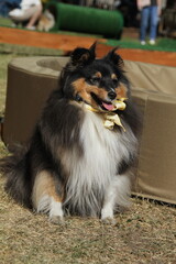 Собака породы шелти, Sheltie dog
