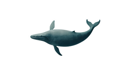 Obraz premium Majestic whale gliding through tranquil ocean waters