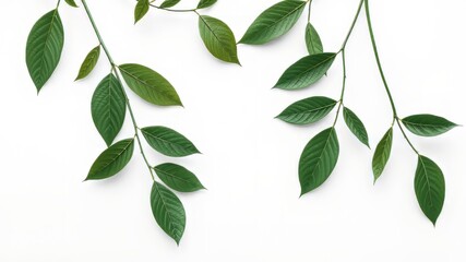 Fototapeta premium Minimalist White Background Leaves Banner - Bright, Sharp Photos