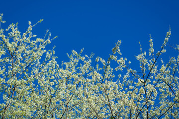 White Prunus cerasoides flower on tree in forest with blue sky at Chiang Mai province in Thailand.