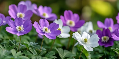 Vibrant purple and white spring flowers bloom beautifully, showcasing the delicate petals and fresh colors of nature, perfect for capturing the essence of spring flowers in your work.