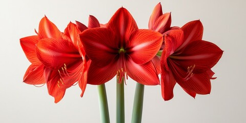 Obraz premium Stunning red amaryllis blooms elegantly displayed against a white background, highlighting the vibrant beauty of the red amaryllis in a striking yet simple composition. Ideal for floral enthusiasts.
