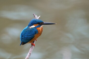 Common Kingfisher (Alcedo atthis)It is called the Ceylon Small Blue Kingfisher. Yala National Park, Sri Lanka