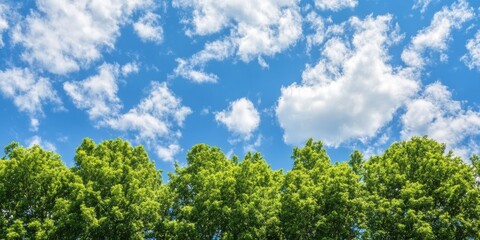 Obraz premium Summer scene featuring lush green tree tops contrasted against a vibrant blue sky and fluffy clouds. This green tree top line creates a serene and refreshing atmosphere in the summer.