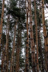 Fototapeta premium Mast trunks of a young pine