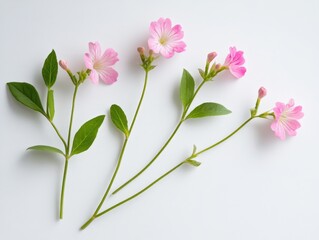 Fototapeta premium delicate pink flowers with green leaves on a white background