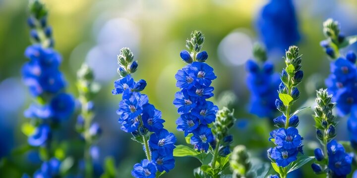 Summer background featuring vibrant blue flowers of veronica chamaedrys, creating a serene and lively atmosphere. This summer background highlights the beauty of veronica chamaedrys in full bloom.