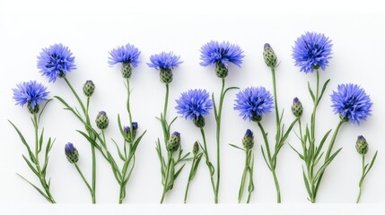 Naklejka premium blue cornflowers on a white background