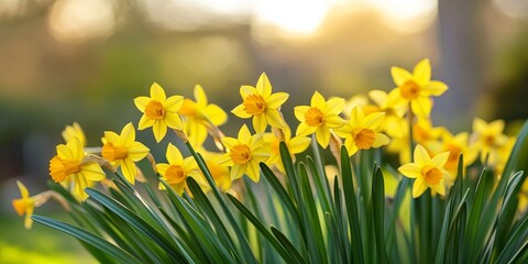 Fototapeta premium Vibrant yellow narcissus blooms in the garden bring a cheerful touch to spring flowers, showcasing the beauty of yellow narcissus and enhancing the garden s spring ambiance.