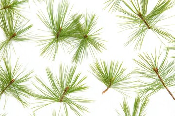 Detailed close-up of scattered pine needles with sharp outlines in a macro perspective, featuring captivating lighting against a seamless white background.
