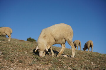 Fototapeta premium sheep and lambs