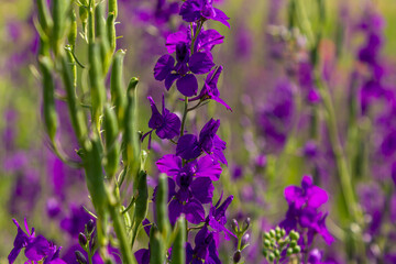 Consolida orientalis. Eastern Larkspur. Bright purple flowers on a green meadow