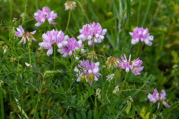 the flowers of Securigera varia - crownvetch, purple crown vetch