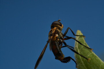 Yellow and Black Hoverfly on Green Leaf