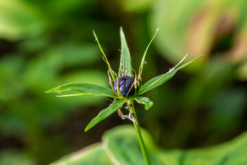 Very poisonous plant Raven's eye four-leaf Paris quadrifolia also known, berry or True Lovers Knot growing in the wild in a forest
