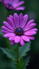 Obraz premium Intricate details of a gorgeous purple daisy in stunning high definition, macro photography, flowers