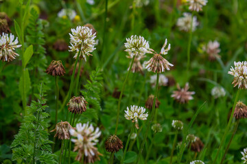 White clover flowers among the grass. Trifolium repens