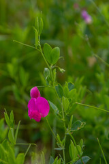Vicia sativa flowers are blooming in the field