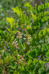 In the spring Chamaecytisus ruthenicus blooms in the wild