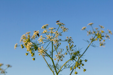 White flowering Caraway plant, or meridian fennel or Persian cumin or Carum carvi, close up