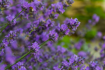 Lavandula angustifolia bunch of flowers in bloom, purple scented flowering bouquet of smelling beautiful plants