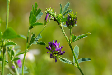 Flowers of alfalfa in the field. Medicago sativa