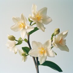 Fototapeta premium white flowers with yellow centers on a stem