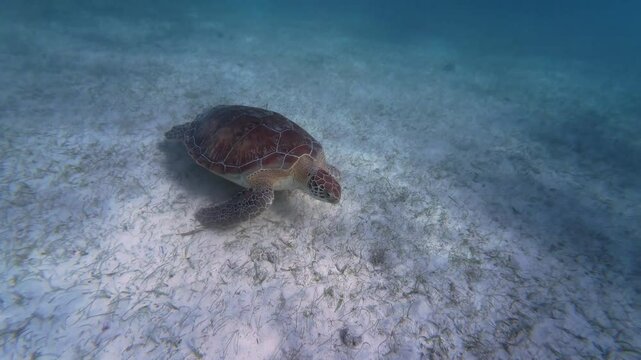 Green sea turtle feeding on the sea grass at Tsuuk Akumal natural park, in Akumal, Mexico