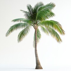 Obraz premium A single palm tree against a white background