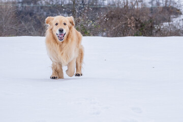 An adult Golden Retriever dog runs and jumps in the snow in the mountains. Freedom and happiness concept.
