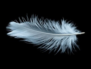Obraz premium White Feather on Black Background