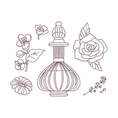 Vector illustration depicting a set of outline sketches of perfume bottle and flower ingredients.