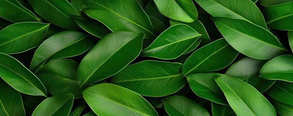 Obraz premium Foliage abstract background concept. A close-up view of lush green leaves showcasing natural beauty and tranquility.