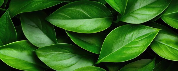Obraz premium Foliage abstract background concept. Vibrant green leaves arranged beautifully, showcasing nature's intricate details.