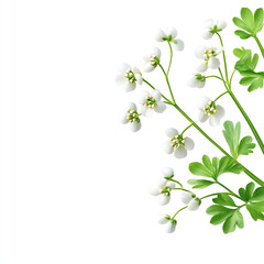 Delicate white flowers with green leaves on a white background, perfect for floral designs and botanical illustrations.
