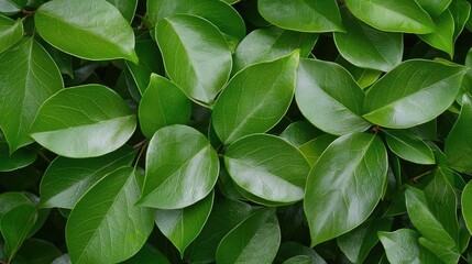 Obraz premium Foliage abstract background concept. A close-up view of lush green leaves showcasing their vibrant textures and patterns.